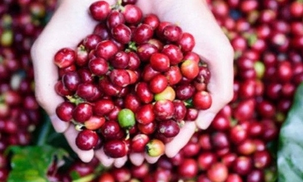 Giá cà phê hôm nay 27/6: Robusta và Arabica đều tăng