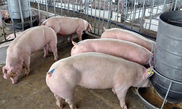 Giá heo hơi hôm nay 27/6: Biến động trái chiều