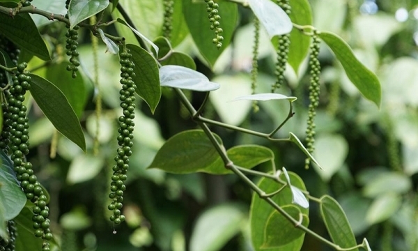 Giá tiêu hôm nay 27/6: Giảm tại các địa phương