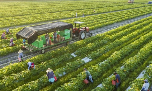 Nan giải bài toán thu hút doanh nghiệp rót vốn đầu tư vào nông nghiệp