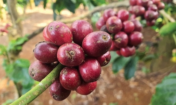 Giá cà phê hôm nay 30/6: Quay đầu giảm mạnh