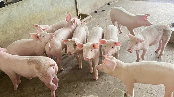 Giá heo hơi hôm nay 30/6: Tăng rải rác tại một số địa phương