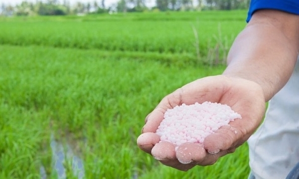Giá phân bón hôm nay 30/6: Ure tại Tây Nam Bộ tăng