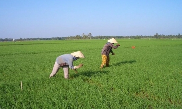 Giá phân bón hôm nay 1/7: Nhập khẩu Kali tiếp tục ở mức cao