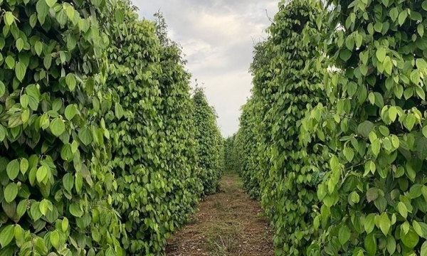 Giá tiêu hôm nay 1/7: Nối dài xu hướng giảm