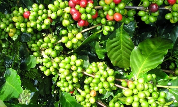 Giá cà phê hôm nay 4/7: Thị trường trong nước đi ngang
