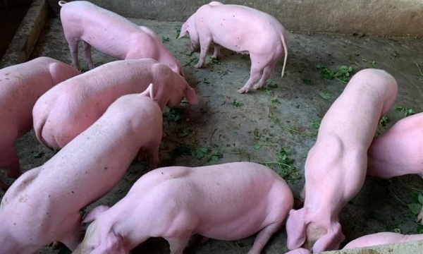 Giá heo hơi hôm nay 4/7: Lập đỉnh mới tại miền Bắc