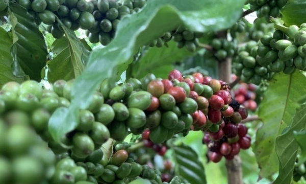Giá cà phê hôm nay 6/7: Thị trường trong nước biến động nhẹ