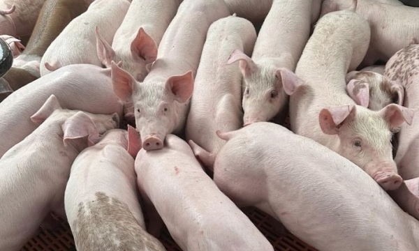 Giá heo hơi hôm nay 6/7: Ghi nhận tăng cao nhất 2.000 đồng/kg