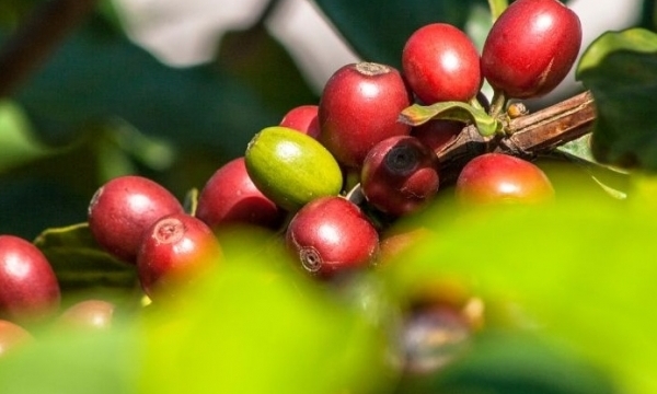 Giá cà phê hôm nay 7/7: Tiếp tục giảm nhẹ