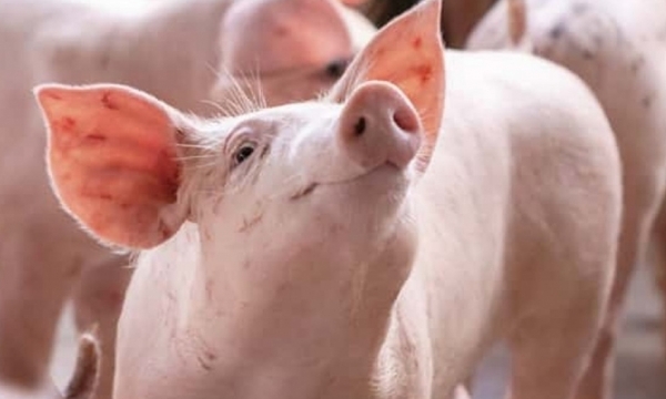 Giá heo hơi hôm nay 7/7: Đi ngang trên diện rộng