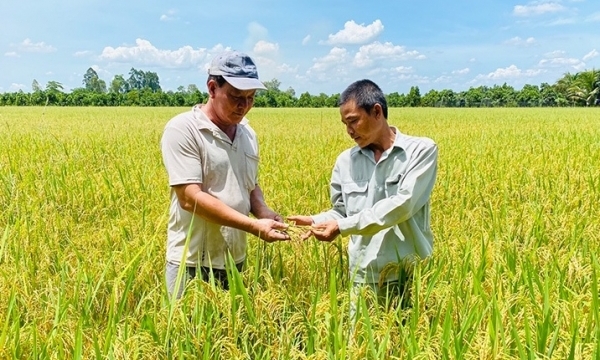 Giá phân bón hôm nay 7/7: Thị trường lặng sóng