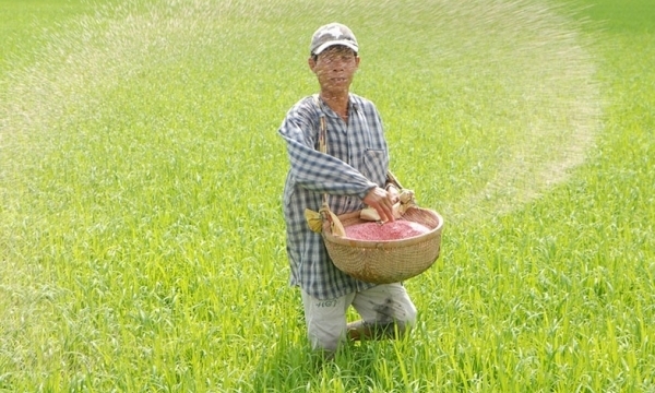 Giá phân bón hôm nay 8/7: Nhu cầu cho vụ Thu Đông tăng chưa nhiều