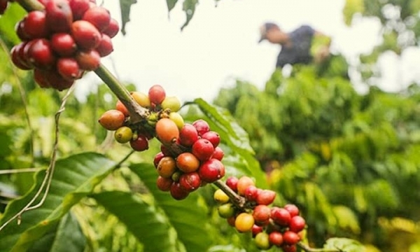 Giá cà phê hôm nay 11/7: Arabica và Robusta đều giảm