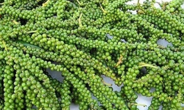 Giá tiêu hôm nay 11/7: Đi ngang do nhu cầu nhập khẩu từ các thị trường lớn giảm