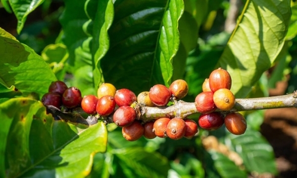 Giá cà phê hôm nay 12/7: Đồng loạt giảm