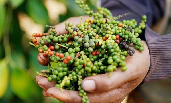 Giá tiêu hôm nay 12/7: Thị trường trong nước giảm 500 đồng