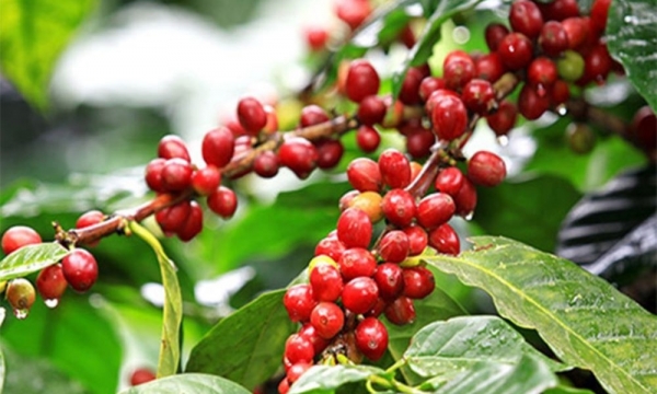 Giá cà phê hôm nay 14/7: Giảm tại thị trường trong nước
