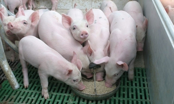 Giá heo hơi hôm nay 14/7: Giảm tại miền Bắc