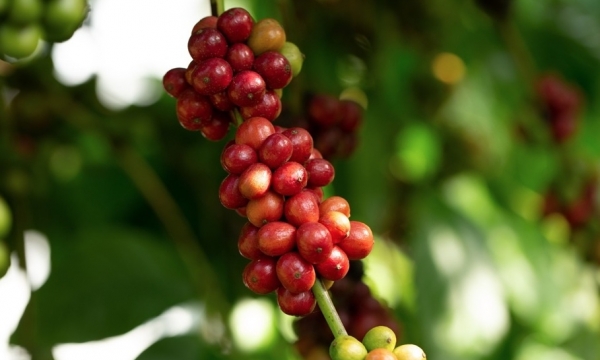 Giá cà phê hôm nay 15/7: Tiếp tục giảm nhẹ