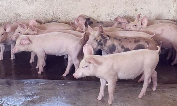 Giá heo hơi hôm nay 17/7: Đi ngang trên diện rộng