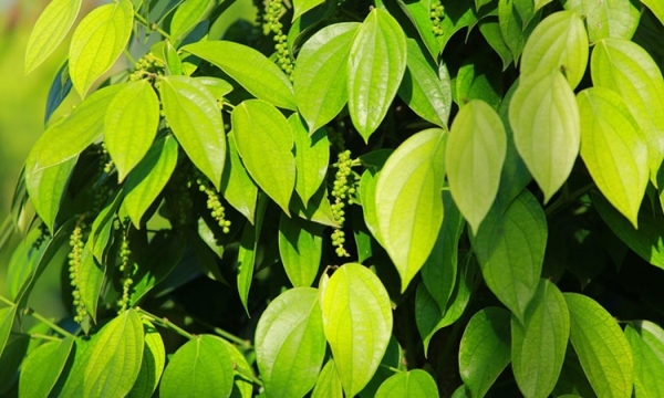 Giá tiêu hôm nay 17/7: Cao nhất 70.000 đồng/kg