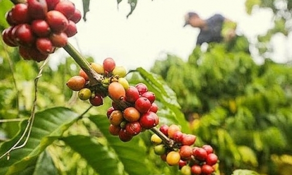 Giá cà phê hôm nay 19/7: Arabica trở lại xu hướng tích cực