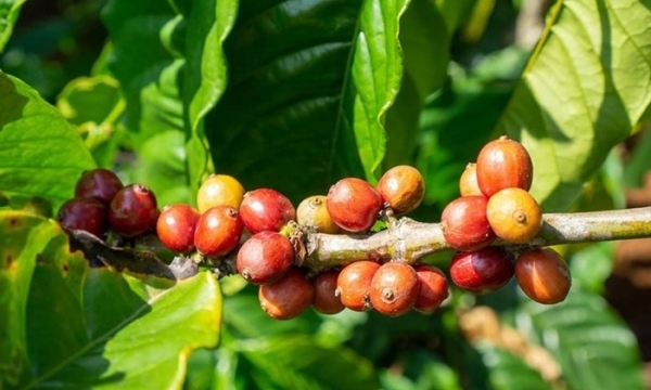 Giá cà phê hôm nay 22/7: Quay đầu giảm mạnh