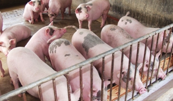 Giá heo hơi hôm nay 22/7: Giảm rải rác trên cả nước