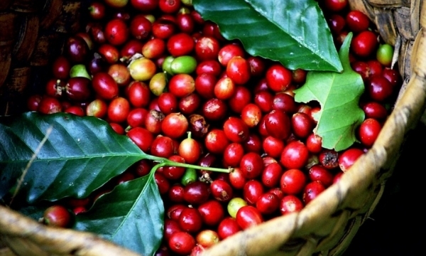 Giá cà phê hôm nay 25/7: Robusta và Arabica đều giữ đà tăng