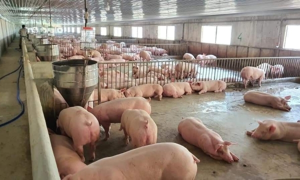 Giá heo hơi hôm nay 26/7: Tiếp tục giảm