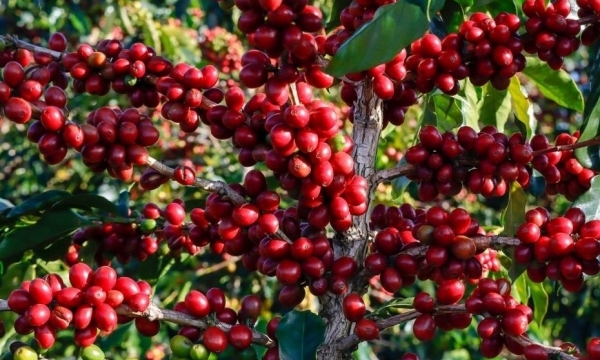 Giá cà phê hôm nay 27/7: Quay đầu giảm