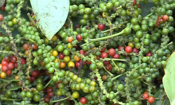 Giá tiêu hôm nay 27/7: Tiếp tục chuỗi ngày đi ngang