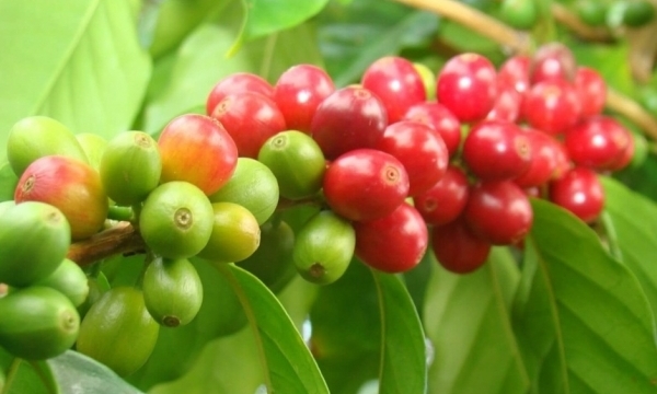 Giá cà phê hôm nay 31/7: Không có biến động