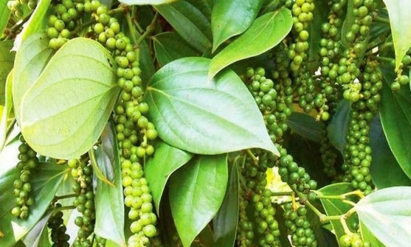 Giá tiêu hôm nay 31/7: Giữ ổn định