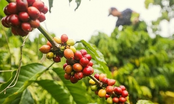 Giá cà phê hôm nay 2/8: Tăng trở lại