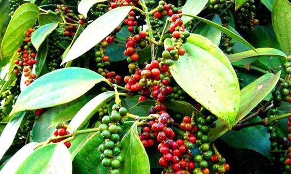 Giá tiêu hôm nay 2/8: Tiếp tục tăng tại các vùng trọng điểm