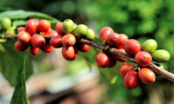 Giá cà phê hôm nay 3/8: Thị trường trong nước tăng nhẹ