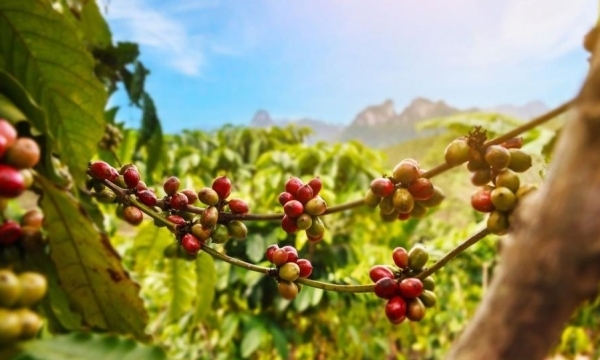 Giá cà phê hôm nay 7/8: Arabica và Robusta đều giảm nhẹ