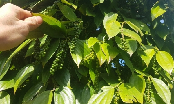 Giá tiêu hôm nay 8/8: Biến động trái chiều