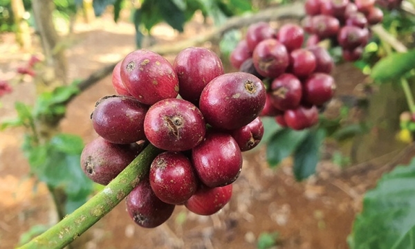 Giá cà phê hôm nay 9/8: Thị trường trong nước đảo chiều tăng mạnh