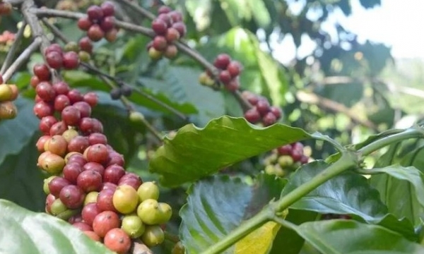 Giá cà phê hôm nay 10/8: Không có biến động