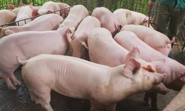 Giá heo hơi hôm nay 10/8: Biến động nhẹ ở một vài địa phương