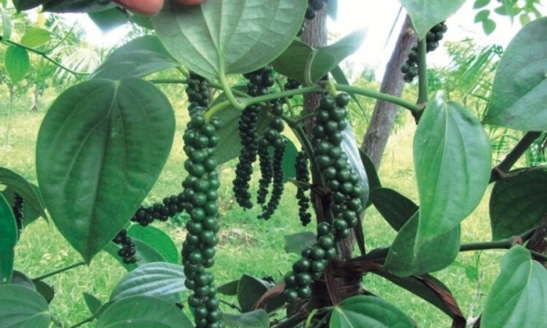 Giá tiêu hôm nay 10/8: Đi ngang và ổn định