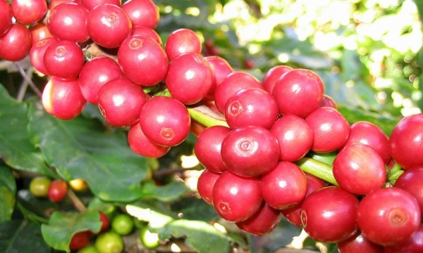 Giá cà phê hôm nay 14/8: Cao nhất ở mức 67.500 đồng/kg