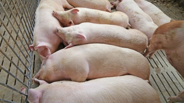 Giá heo hơi hôm nay 14/8: Đi ngang trên diện rộng