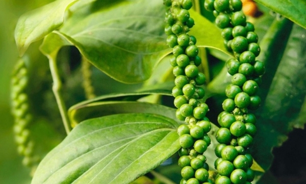 Giá tiêu hôm nay 14/8: Lao dốc sau nhiều phiên đi ngang