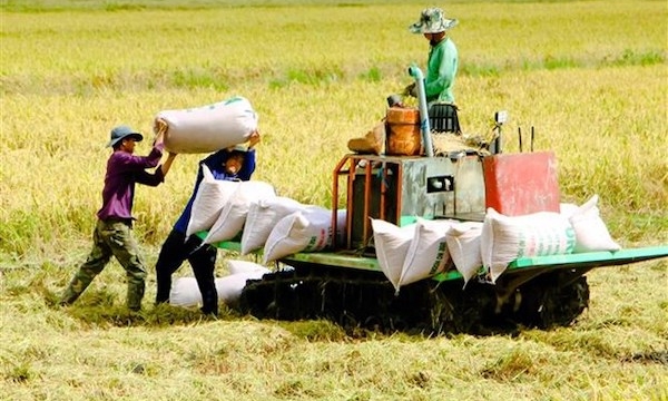 Ngăn chặn việc đầu cơ, định giá bất hợp lý mặt hàng gạo