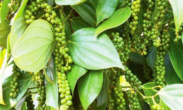 Giá tiêu hôm nay 16/8: Điều chỉnh giảm tại Đông Nam Bộ