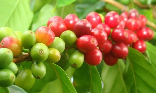 Giá cà phê hôm nay 17/8: Giảm nhẹ
